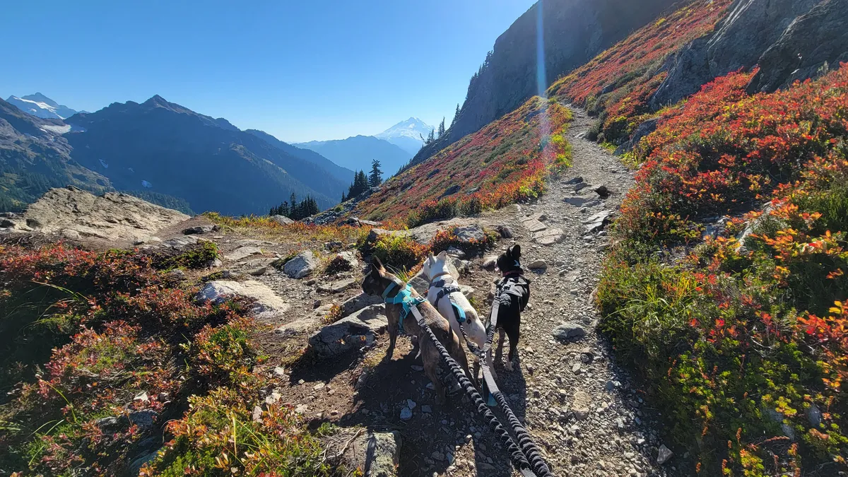 The Importance of Language