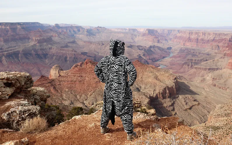Zebra_GrandCanyon.jpg